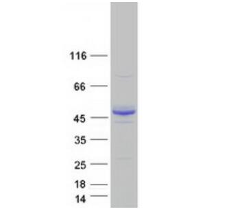 Coomassie blue staining of purified ALG2 protein. The protein was produced from HEK293T cells transfected with ALG2 cDNA clone using MegaTran 2.0.